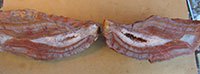 Customer Agate find