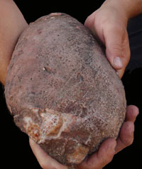 Pauls Agate