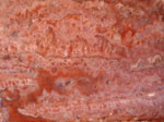 Curtis's Agate Close Up