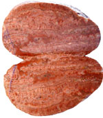 Curtis's Agate