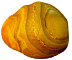 Earl's Laker Agate