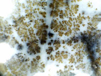 David's Agate