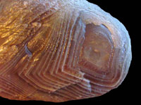 Johnson's Agate