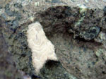 Adam Keeweenaw's Agate