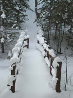 Ghost Forest Bridge