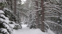 School Forest Trees