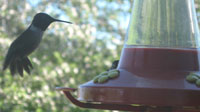 Hummingbird