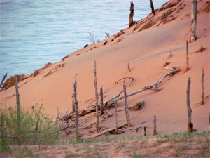 Ghost Forest