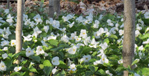 Trilliums