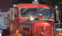 Firetruck Cat