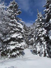 Grand Marais Ice Trees