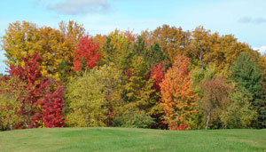 Fall Colors
