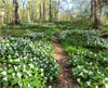 Trillium Meadow