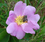 Dune Flower