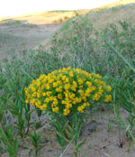 Dune Flower