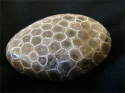 Petoskey stone