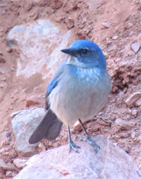 Grand Canyon Scene
